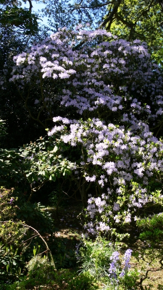 Bois des Moutiers (186) Mai 2012